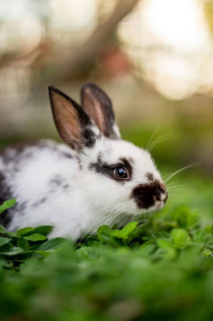 lapin noir et blanc assis dans du trèfle à l'extérieur, la lumière douce du soleil passant à travers les branches d'un arbre en arrière-plan