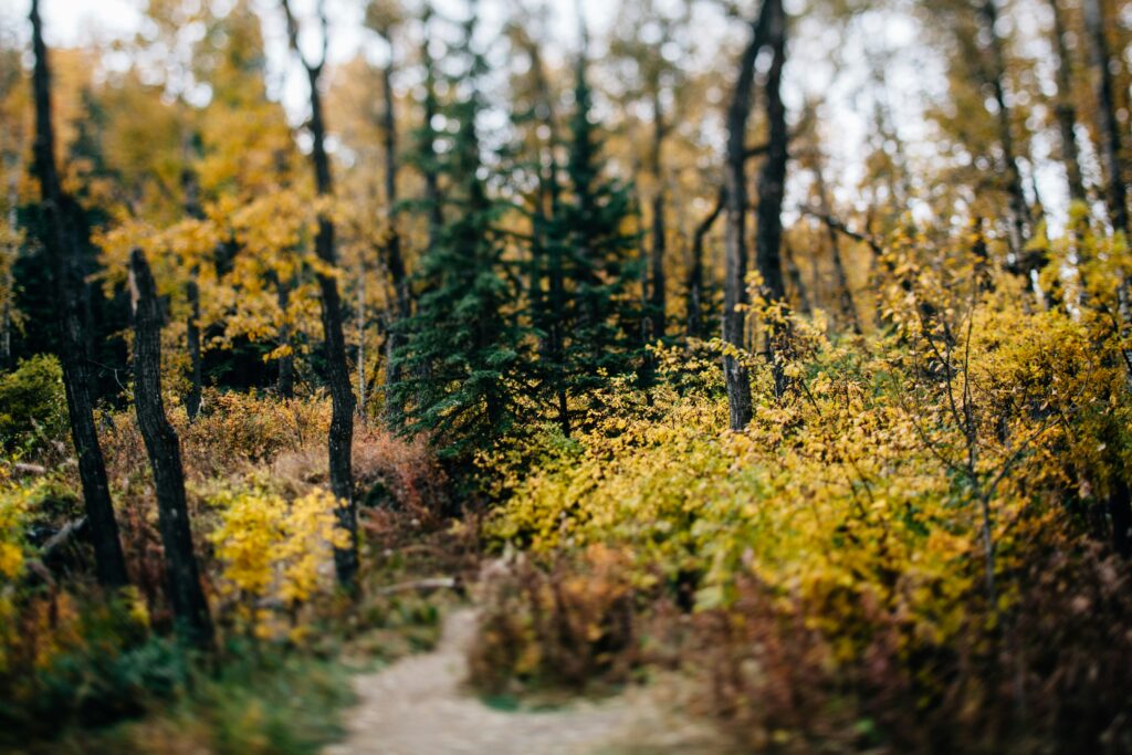 Foto com mudança de inclinação de um caminho na floresta em Alberta