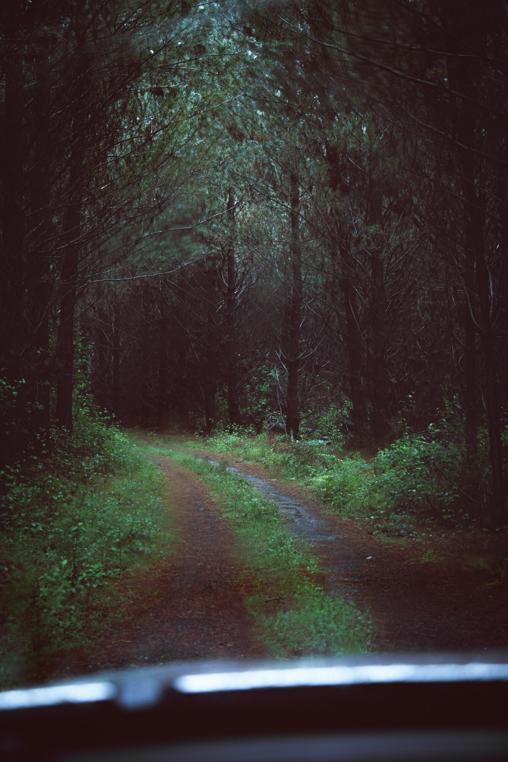 photograph of a green and shadowed dirt vehicle path by Mayank Thammalla