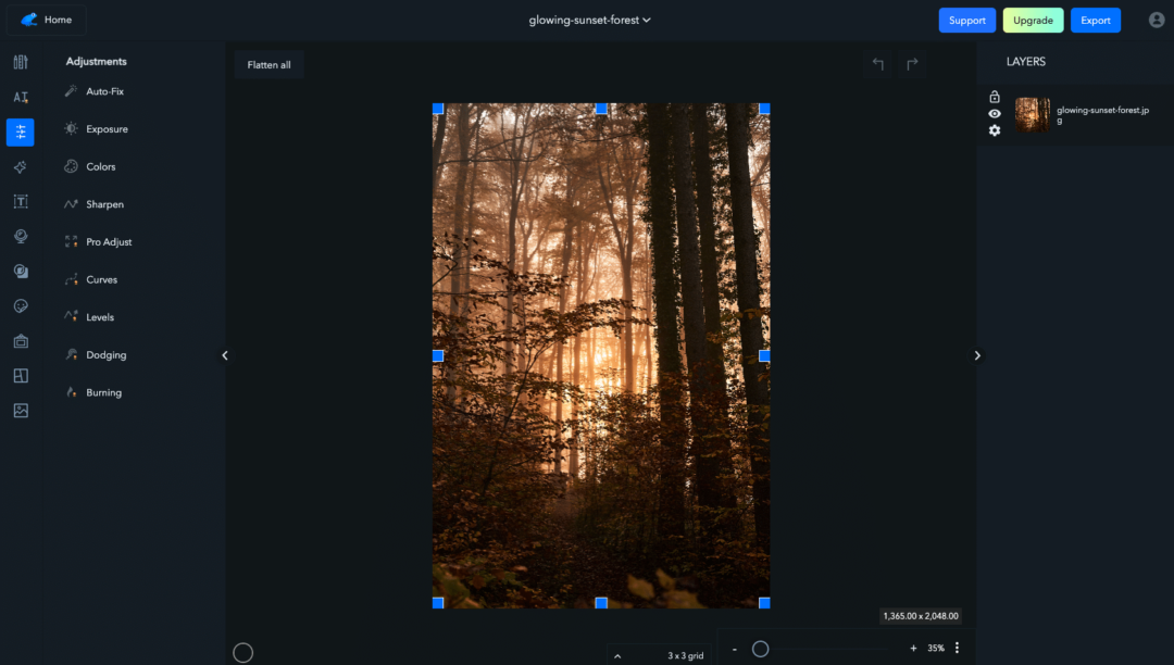 photograph of a trees in a forest at golden hour in Ribbet photo editor