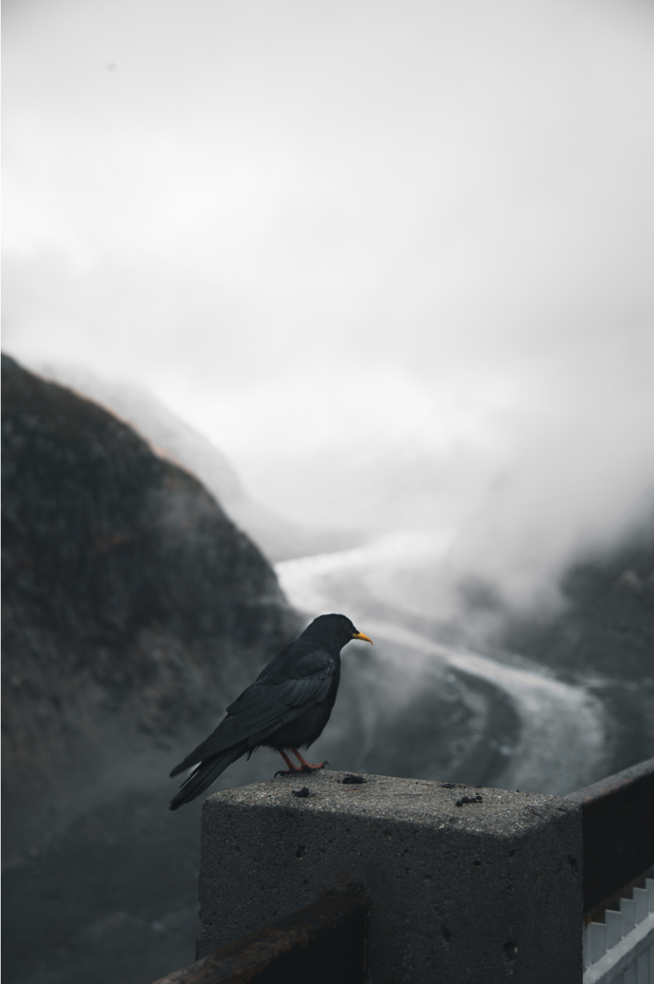 photograph of a raven sitting on a ledge with a twisting, foggy road through the mountains in the background, by mayank Thammalla