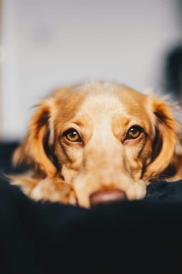 close up of light brown dog looking at camera with shallow depth of field, eyes in focus