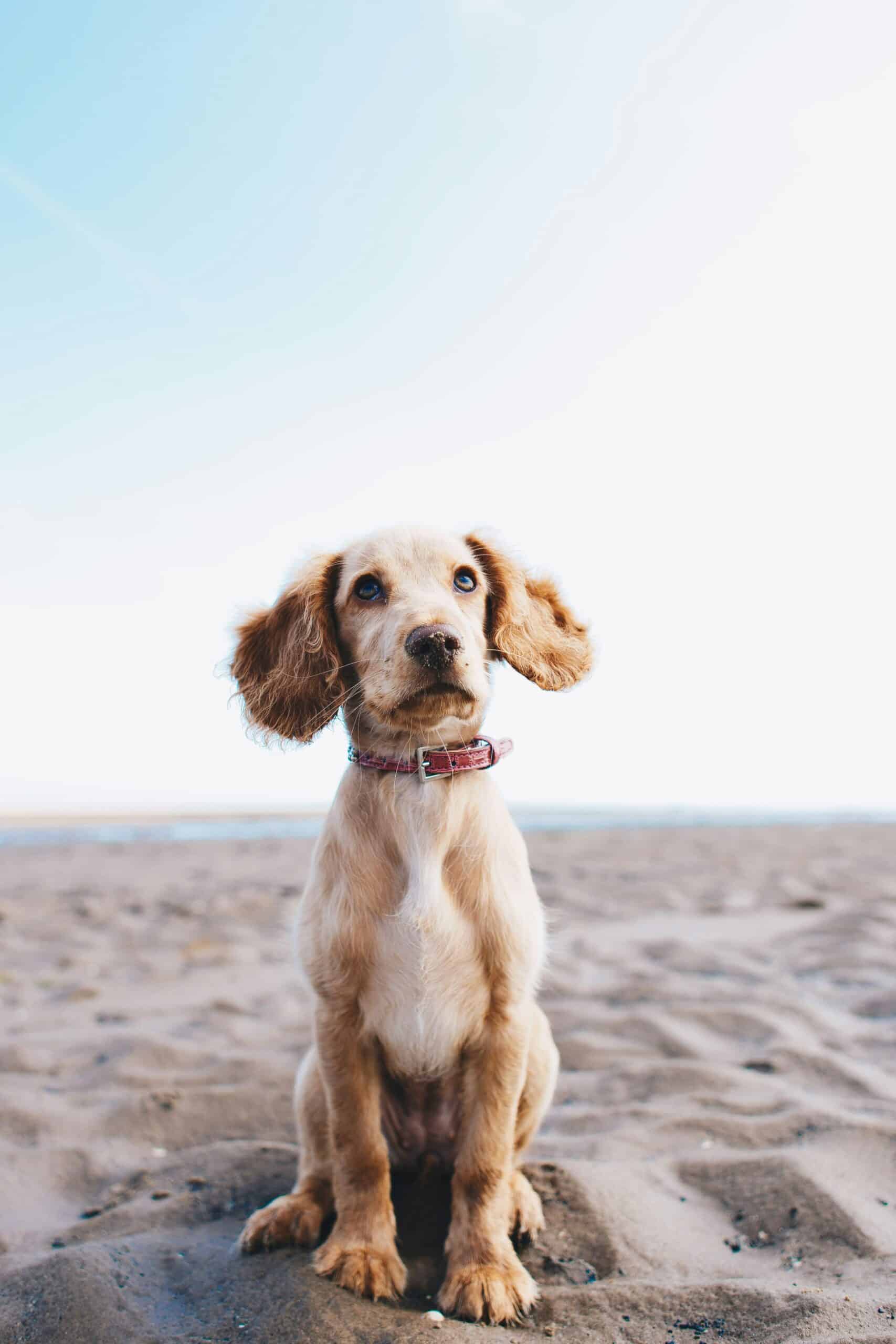 retrato de cockerpoo en playa de arena con cielo azul claro