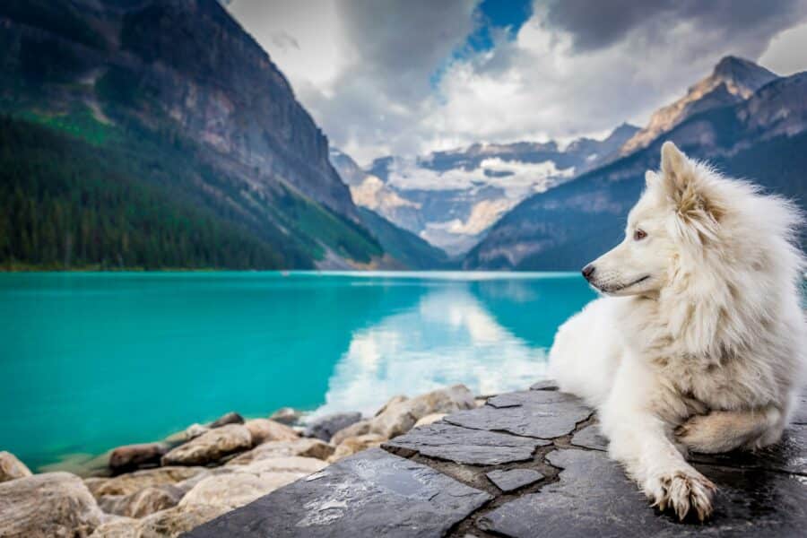 Cão de pelos longos deitado na margem de um lago cercado por montanhas no Canadá