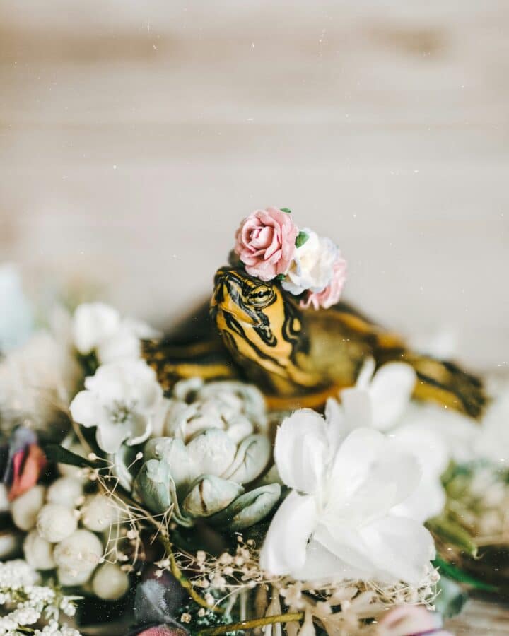 Tartaruga de estimação fotografada com pequenas flores rosas e brancas, algumas repousando em sua cabeça