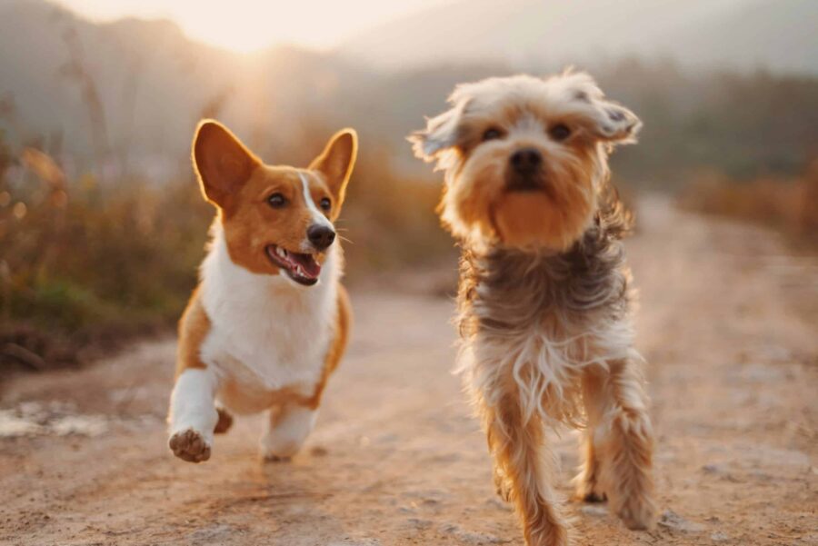 Porträt von zwei braunen und weißen Hunden, die auf einem Feldweg laufen, goldene Stunde skaliert e1723150755708