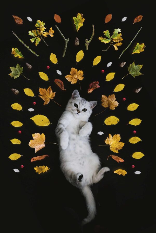 gato blanco y gris tumbado con la barriga hacia arriba sobre un fondo negro con hojas de colores colocadas en líneas arqueadas